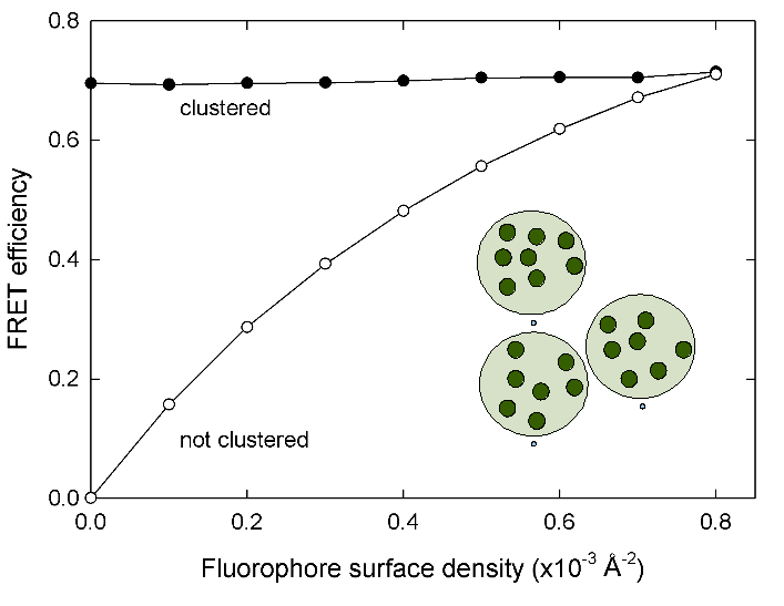 ExiFRET: E vs density for clusters of fluorophores