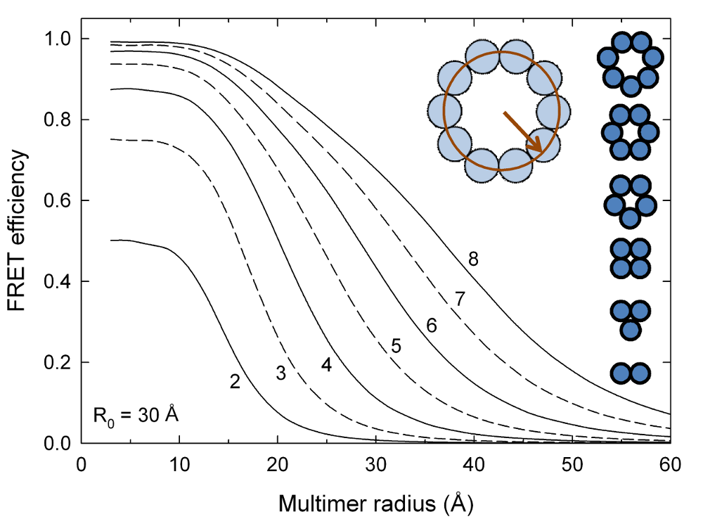 ExiFRET: FRET efficiency cs multimer radius for multimeric proteins