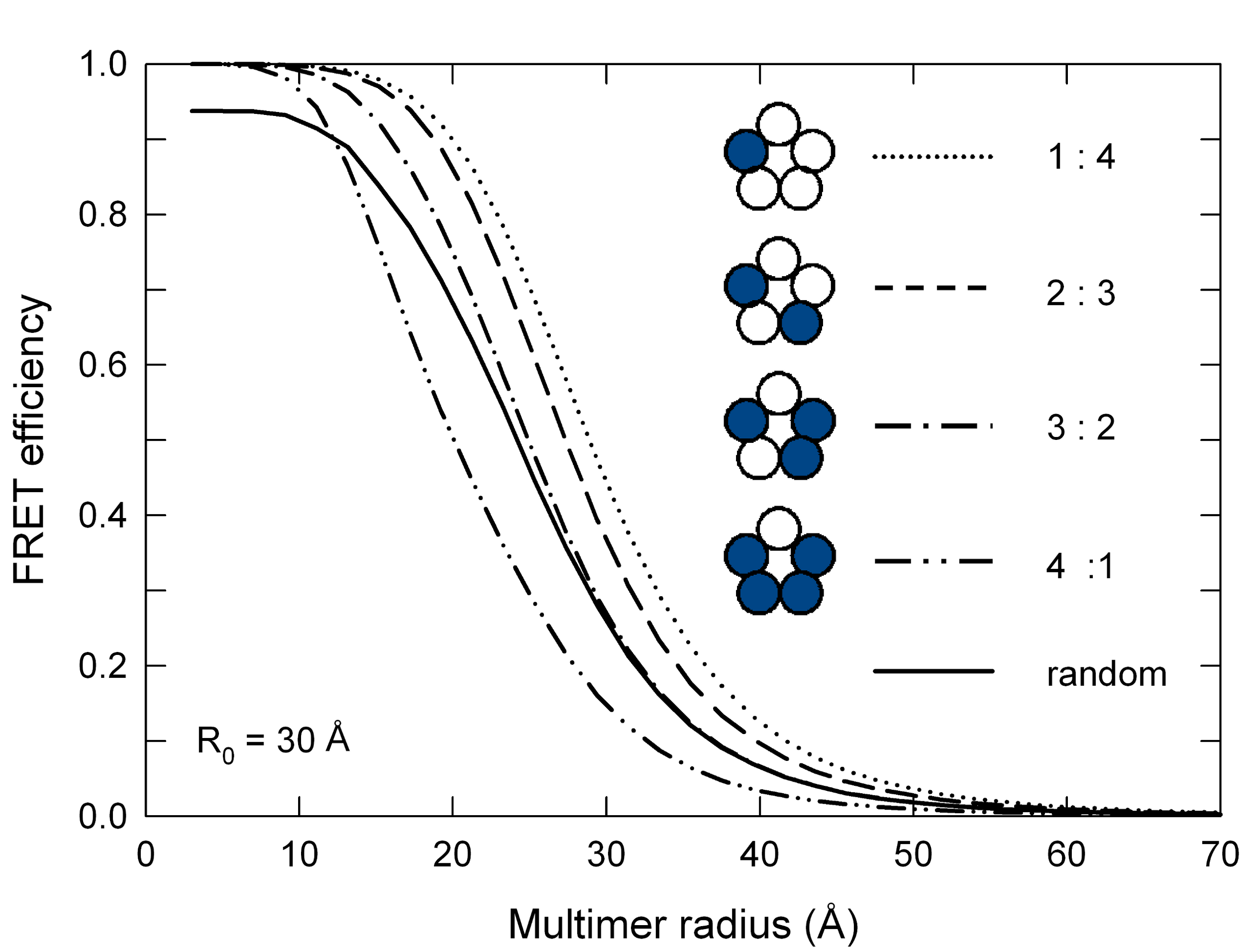 ExiFRET: FRET efficiency vs multimer radius for multimeric proteins